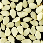 Manufacturers Exporters and Wholesale Suppliers of Sesame Seeds Palanpur Gujarat